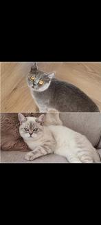 Britse korthaar, Dieren en Toebehoren, Katten en Kittens | Raskatten | Korthaar, Poes, Gechipt