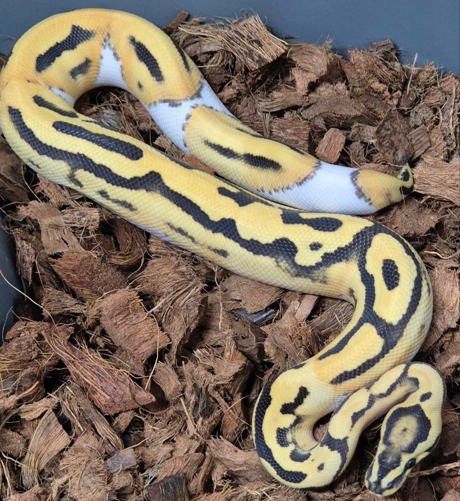 1.0 Desert Ghost Pied het Cryptic Ball Python Ball Python - male for sale from M