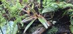 Bromelia planten,rest van de planten ook te koop