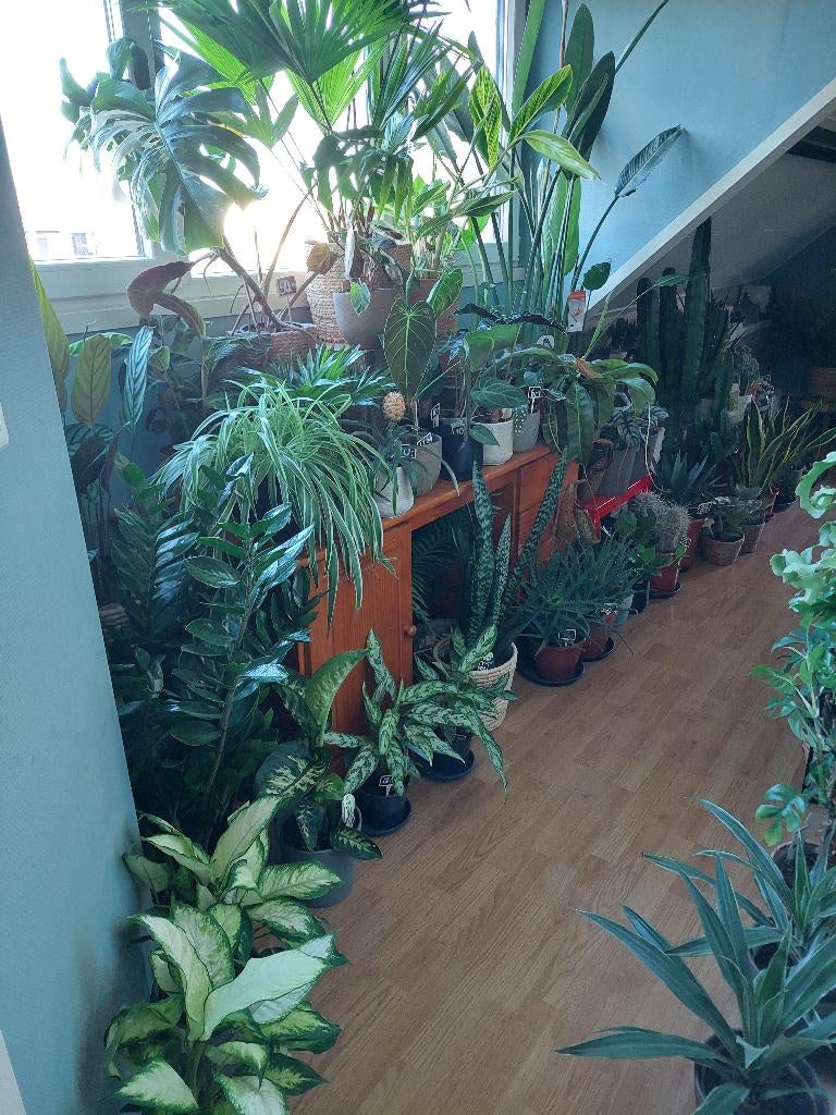 🌿🪴 Kamerplanten, verschillende soorten en maten 🪴🌿, Huis en Inrichting, Kamerplanten, Ophalen, Overige soorten, Halfschaduw
