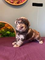 Pups: Australische herder kruising met Labrador, Overige rassen, 8 tot 15 weken, Meerdere, Meerdere dieren