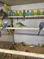 Jonge grasparkieten, Dieren en Toebehoren, Meerdere dieren, Parkiet, Tam