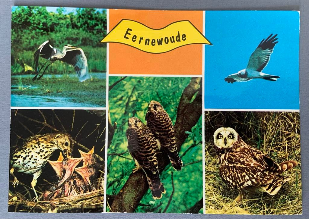 Eernewoude - vogelsoorten, Ophalen of Verzenden, 1980 tot heden, Gelopen, Friesland