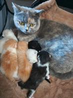 Britsekorthaar/ragdoll kittens, Meerdere dieren, Kortharig, 0 tot 2 jaar