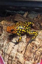 Oophaga histrionica red head small form VROUW (GEZOCHT!), Dieren en Toebehoren, Reptielen en Amfibieën, 0 tot 2 jaar