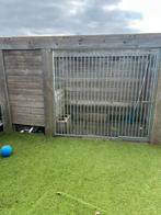 Honden ren, Dieren en Toebehoren, Ophalen, 110 cm of meer, 100 cm of meer