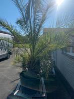 Grote Phoenix Canariensis Palmboom in Pot, Volle zon, Vaste plant, Bloeit niet, Ophalen