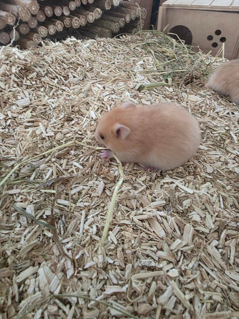Nog 2 jonge hamsters, Dieren en Toebehoren, Knaagdieren, Hamster, Maart, Meerdere dieren, Tam