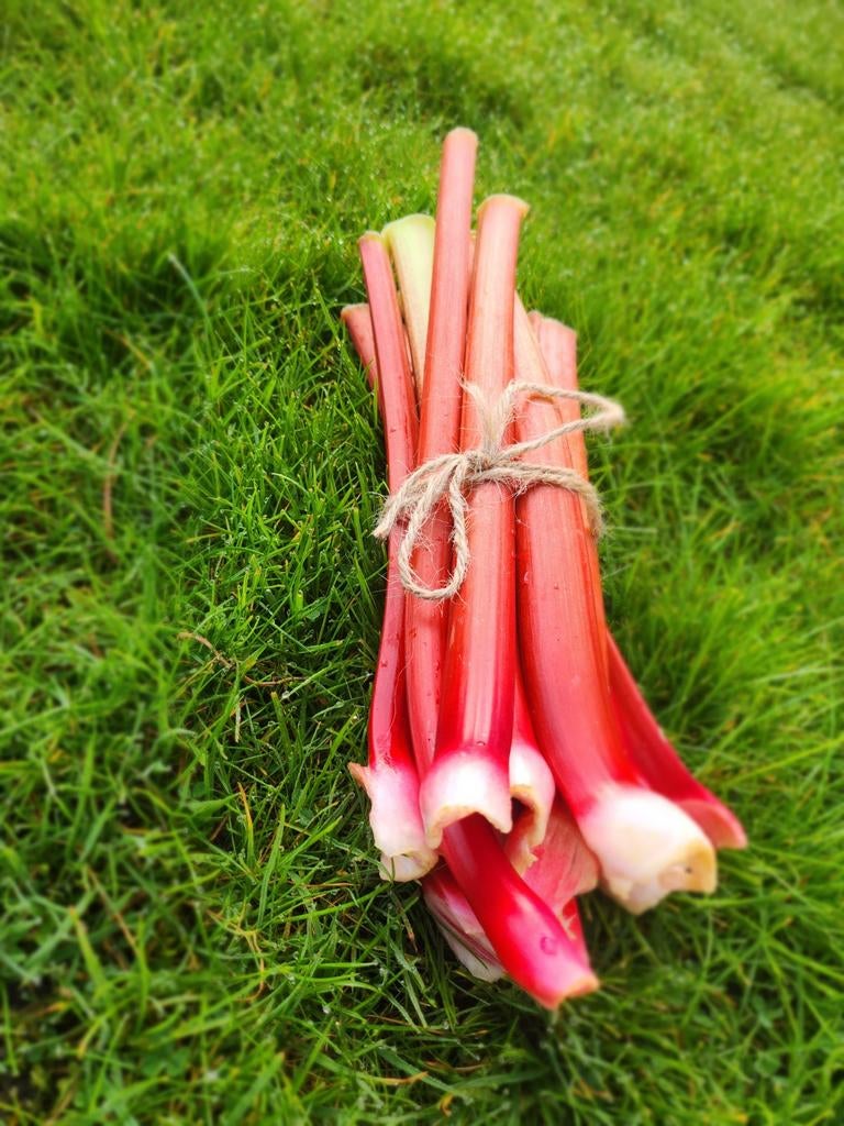 Verse biologische rabarber, Diversen, Ophalen