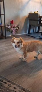 Minnie, kokoni teefje gest 1 jaar, Dieren en Toebehoren, Honden | Chihuahua's en Gezelschapshonden, Particulier, Overige rassen