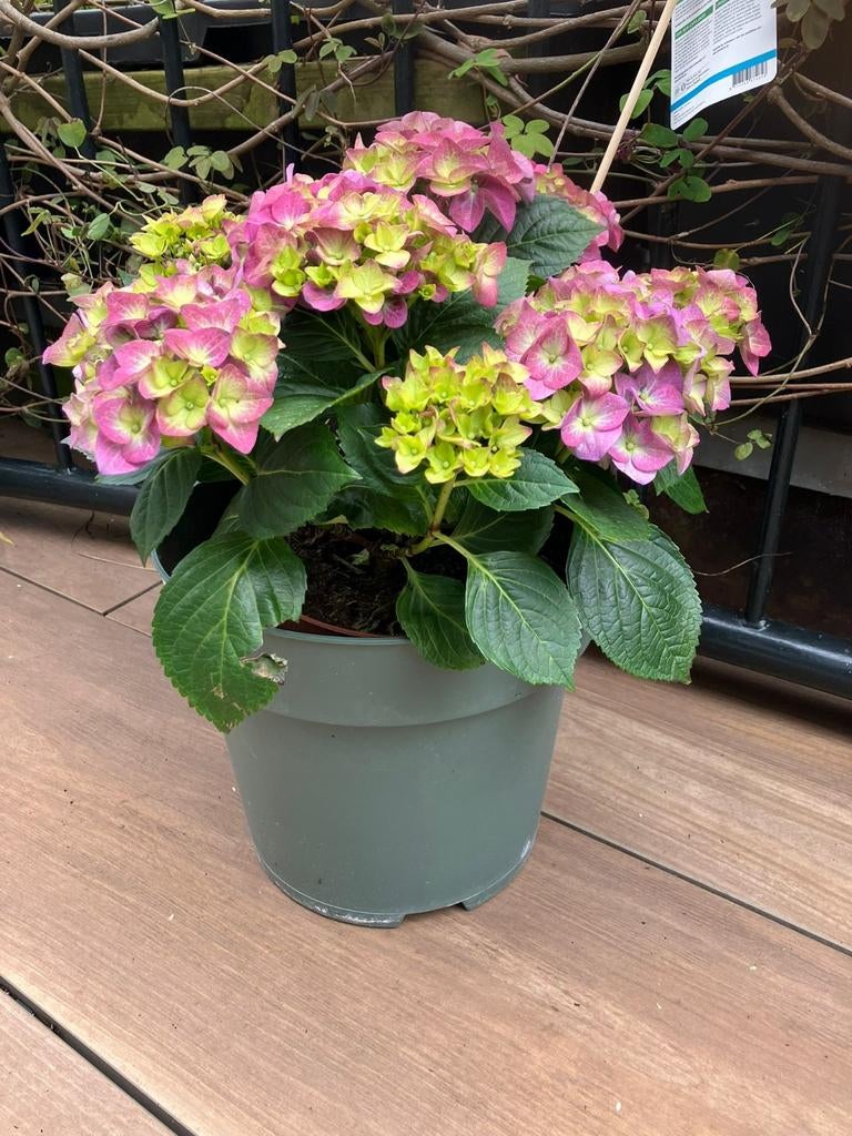 Hortensia in pot, Tuin en Terras, Planten | Tuinplanten, Ophalen, Overige soorten, Halfschaduw