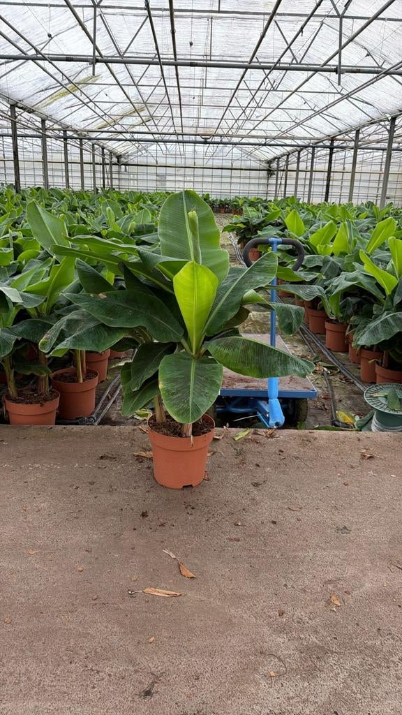 Musa Dwarf Cavendish P30, hoogte 110cm, Ophalen, 100 tot 150 cm, Overige soorten, Halfschaduw