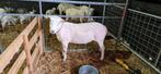 Gekeurde Swifter dekram, Dieren en Toebehoren, Schapen, Geiten en Varkens, Mannelijk, Schaap