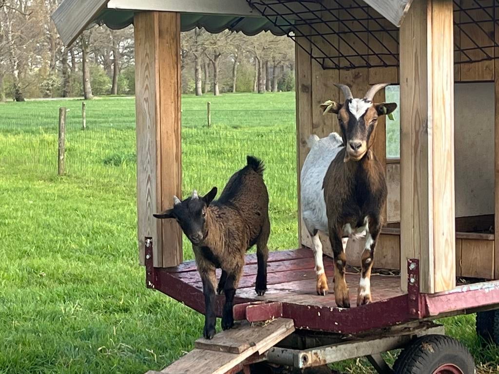Dwerggeiten, Dieren en Toebehoren, Schapen, Geiten en Varkens, Meerdere dieren, Geit