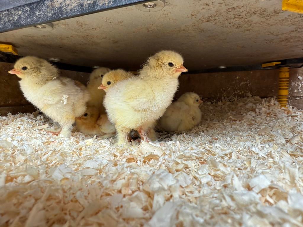 Brahma kuikens, Geslacht onbekend, Kip