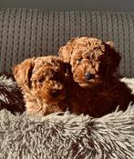 Toy poedel pups.. Mogen verhuizen 🏡🥰, Dieren en Toebehoren, Poedel, Parvo, 8 tot 15 weken, Meerdere