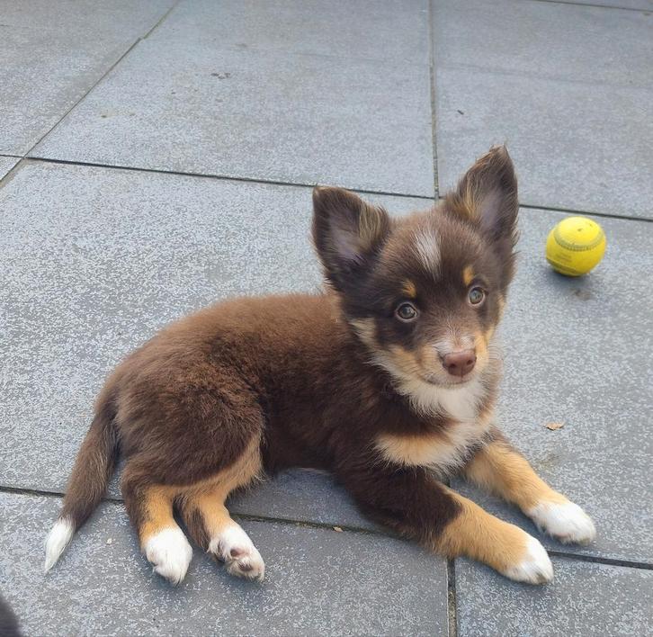 lieve sheltie Chihuahua keeshond kruising mix reutje, Dieren en Toebehoren, Honden | Niet-rashonden, Reu, Particulier, Meerdere