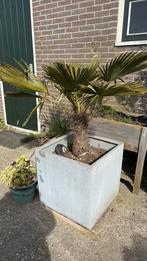 Palm in pot, Tuin en Terras, Planten | Bomen, Bloeit niet, 100 tot 250 cm, Palmboom, Ophalen