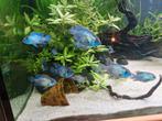 Aequidens pulcher (electric blue acara), Dieren en Toebehoren, Vis, Zoetwatervis