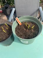 Hosta 'White Feather' plantjes - Unieke witte bladeren, Overige soorten, Vaste plant, Ophalen of Verzenden, Halfschaduw