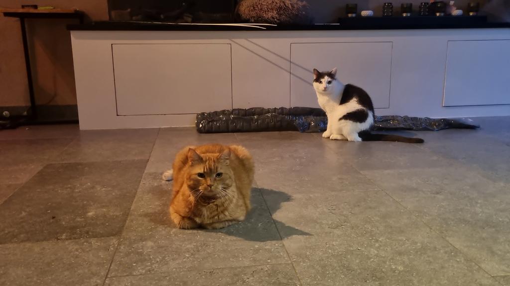 Boeffie & Zorro zoeken samen een rustig en liefdevol thuis, Poes