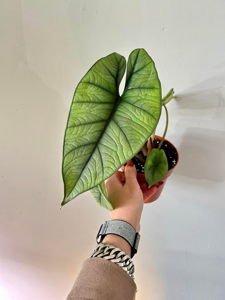 Alocasia Bisma Platinum, Huis en Inrichting, Kamerplanten, Overige soorten, In pot, Minder dan 100 cm, Groene kamerplant