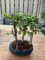 Bonsai Carmona 3 stam, In pot, Bloeit niet, Halfschaduw, Minder dan 100 cm
