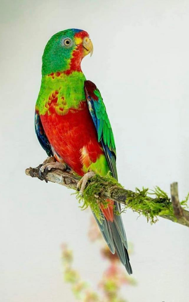 Gezocht pop Roodbuik Swiftparkiet, Dieren en Toebehoren, Vogels | Parkieten en Papegaaien, Vrouwelijk, Parkiet