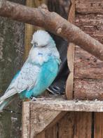 Koppel Engelse grasparkieten te koop!, Meerdere dieren, Parkiet