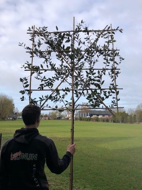 NIEUW!!! Leiboom Steeneik in diverse maten, Volle zon, Bloeit niet, Leiboom, Ophalen of Verzenden