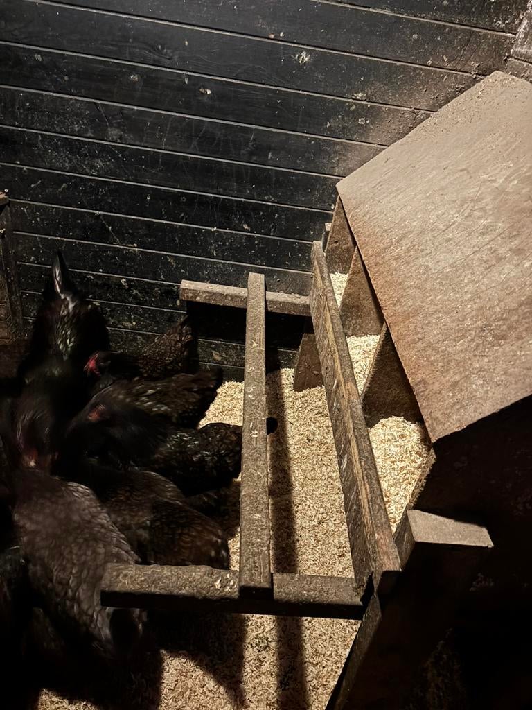 Broedeieren van dubbel gezoomd barnavelder, Dieren en Toebehoren