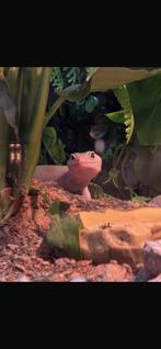 gekko vrouw (vermoedelijk) 1 jaar, Hagedis, Tam, 0 tot 2 jaar