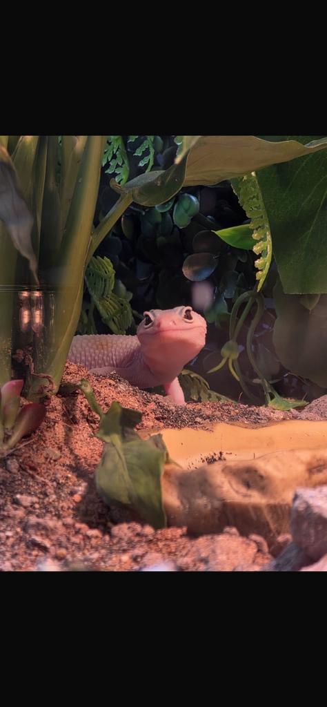 gekko vrouw (vermoedelijk) 1 jaar Leopard Gecko - female for sale from timfgh