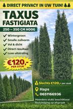 taxus fastigiaga, Ophalen, Taxus, 250 cm of meer