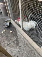 Haan of hanen tekoop, Dieren en Toebehoren, Mannelijk, Kip