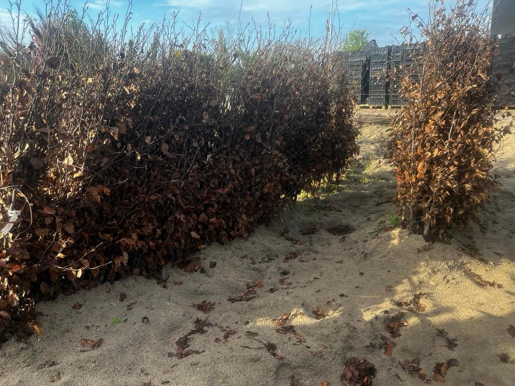 Rode beukenhaag, fagus atro. Voor haag. Aanbieding!, Ophalen of Verzenden, Beukenhaag, 100 tot 250 cm