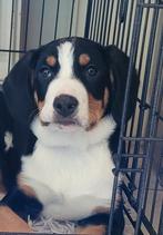 Entlebucher Sennenhond pup, Ophalen