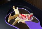 Tandheelkundig Endodontisch Anatomie Model / Tandarts Kies, Diversen, Schoolbenodigdheden, Verzenden, Nieuw