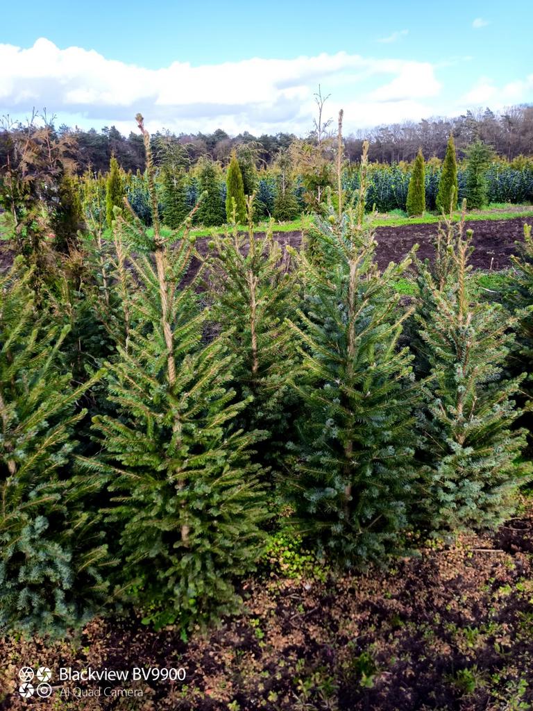 Kerstbomen picea omorika 80-100 100-120cm Servische fijnspar, Ophalen of Verzenden, Overige soorten, Struik, Minder dan 100 cm