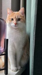 Ragdoll   en een kruising Europese korthaar met Ragdoll, Kater