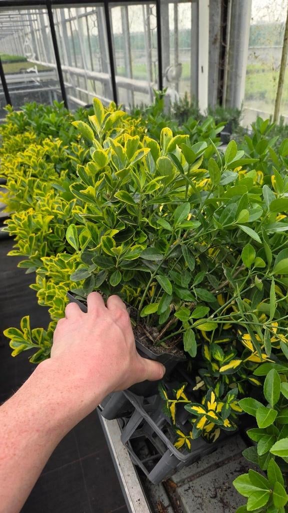 200 stuks Euonymus restpartij - diverse - MIX - Spotgoedkoop, Tuin en Terras, Planten | Tuinplanten, Ophalen of Verzenden, Vaste plant