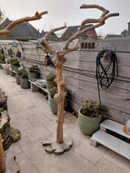 Javaboom, Tuin en Terras, Ophalen of Verzenden