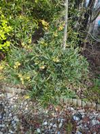 Zuurbes struik, Tuin en Terras, Ophalen, Overige soorten, Struik, 100 tot 250 cm