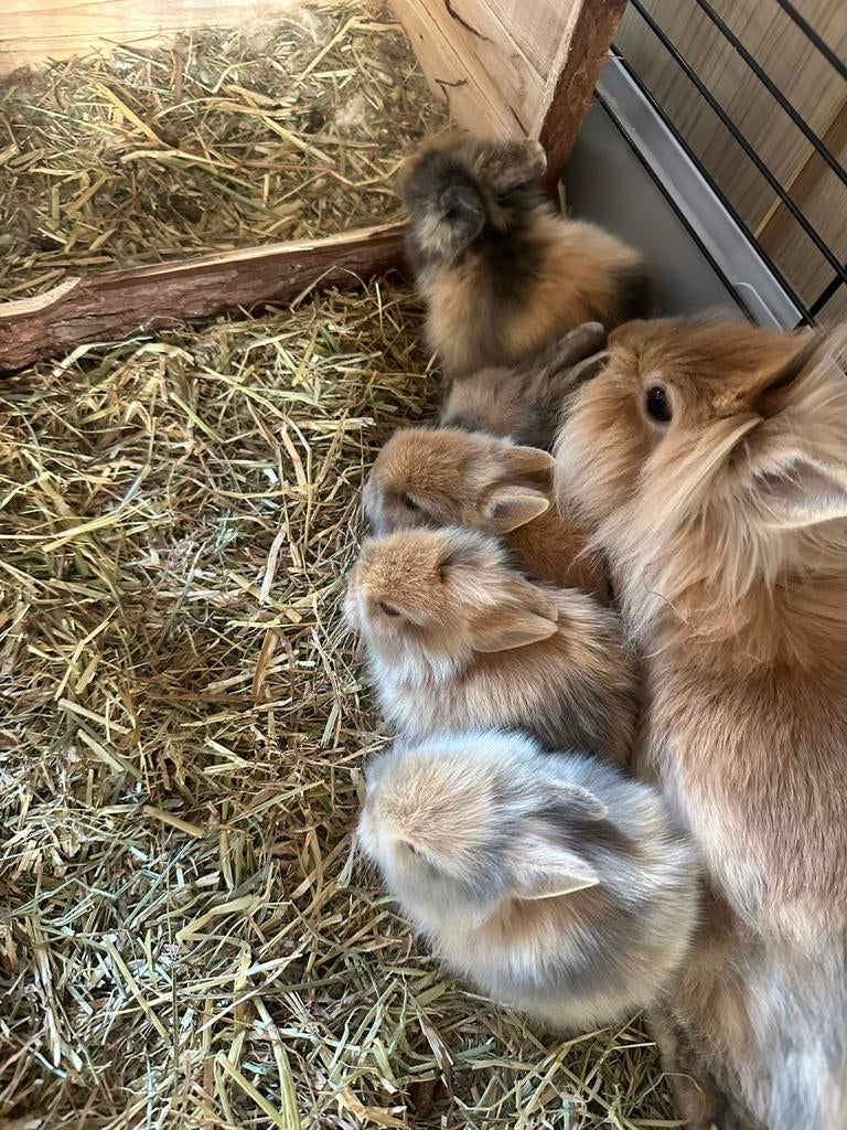 Dwergkonijntjes, Dieren en Toebehoren, Konijnen, Meerdere dieren, Dwerg, 0 tot 2 jaar