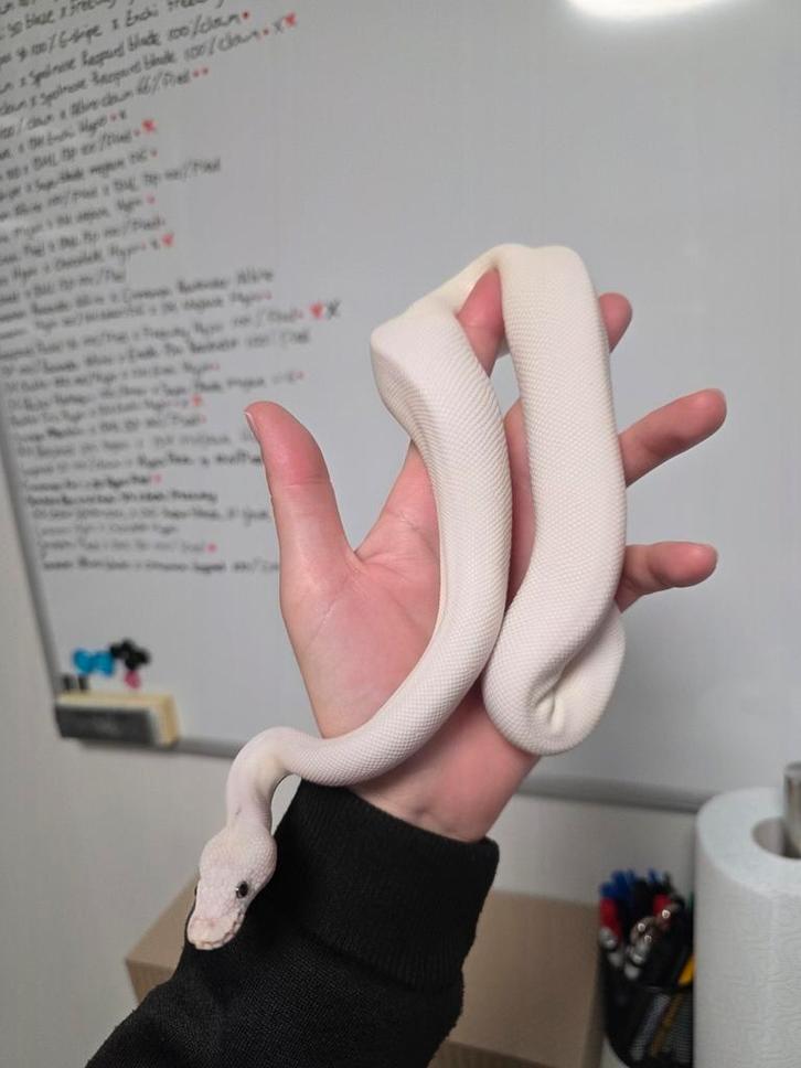 1.0 Clown Blue Eyed Lucy 66%DG Python regius/koningspython Ball Python - male for sale from G.B