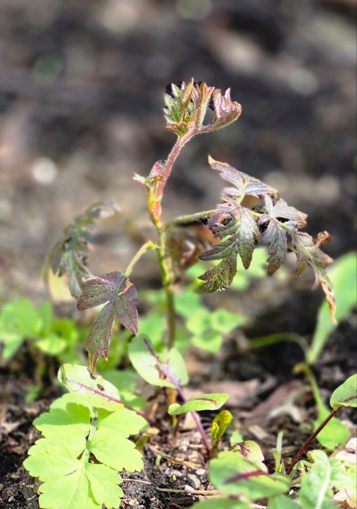 Biologisch braam stek, Tuin en Terras, Planten | Fruitbomen, Ophalen, Minder dan 100 cm, Overige soorten, Halfschaduw