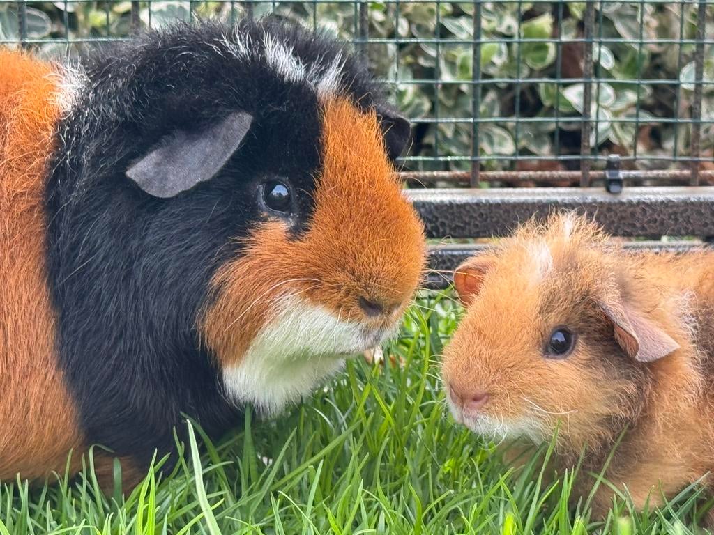 Te koop leuk berenkoppeltje Patrick en Wilbur, Dieren en Toebehoren, Maart, Mannelijk, Cavia