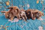 Jonge Nederlandse dwerghangoor konijntjes, Dieren en Toebehoren, Konijnen, Meerdere dieren, Dwerg, Hangoor, 0 tot 2 jaar