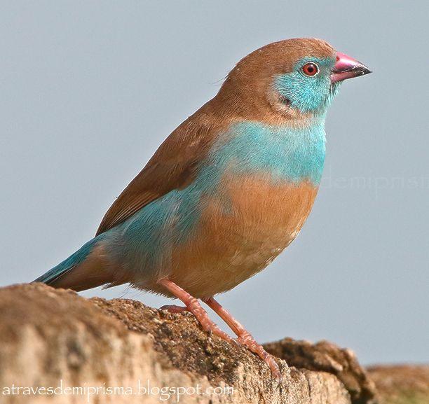 Roodkop blauwfazant popje (vrouw) gezocht, Dieren en Toebehoren, Vrouwelijk, Tropenvogel, Geringd