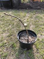 Tamme kastanje, Tuin en Terras, Planten | Bomen, Overige soorten, Minder dan 100 cm, Zomer, Ophalen